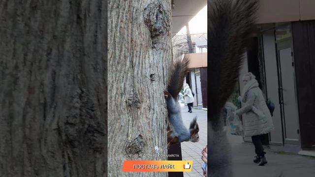 Белки в салочки играют #редкиекадры #давай #скорей #сюда #белки #салки #догонялки #снято #всочи.mp4