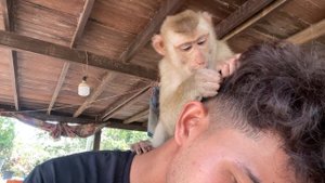 ASMR Monkey Grooming| Smart Zueii Grooming My Legs
