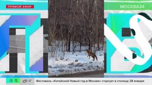 Москвичи показали кадры, на которых лиса перебежала дорогу в Сокольниках
