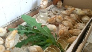 Цыплята и Молочай. Необычная реакция птиц!       Chickens and Euphorbia. Unusual reaction of birds!