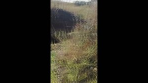 провал в заброшенную шахту.