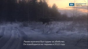 В лесах Владимирской области сотрудники Госохотинспекции повстречали лосей