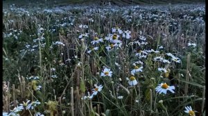 Катулл  Перевод Б Кригера  Бедный Катулл, перестань быть глупцом #стихиолюбви#зарубежнаялитература