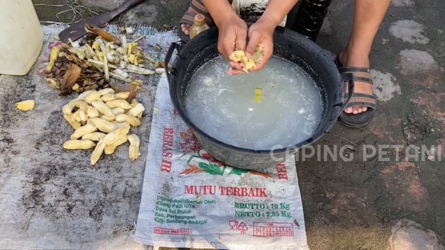 Ingin Tanaman Berbuah Lebat ??  Cara Membuat Pupuk MKP Organik, POC Perangsang Buah