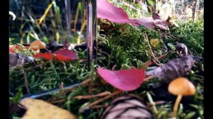 Юнна Мориц  Первое сентября #стихиобосени #стихиобучителе   #современнаяпоэзия