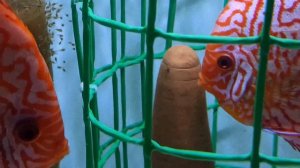 Разведение дискусов.