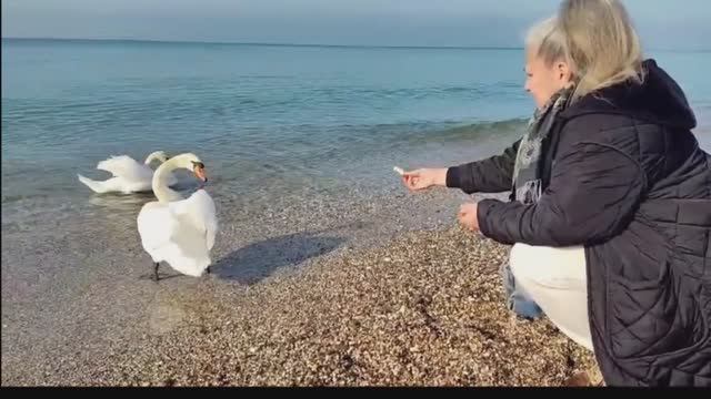 Заложники лебединой верности. Драма на воде.Tchaikovsky's Swan Lake: Untold Drama