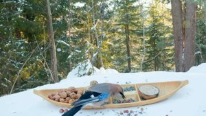 Кормление птиц на природе