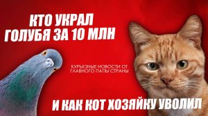 как кот уволил хозяйку с работы???