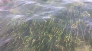 Рыбалка на Сахалине. Морской Еж голыми руками. Татарский пролив, ловим по отливу.