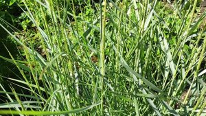 Просо Heavy Metal. Эффектный злак для сада.