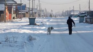 ЖИВОДЕРЫ ОТРЕЗАЛИ СОБАКЕ УШИ И ХВОСТ