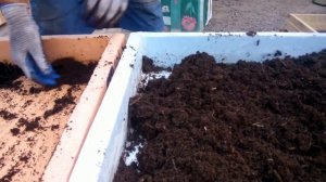 Дендробена.  Деление малька при большой плотности.