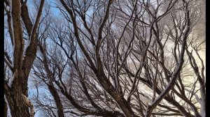 В  Шекспир  Сонет 120  И ты прости #стихиопрощении #стихиодружбе   #зарубежнаяпоэзия