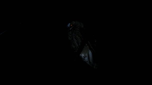 Сова малая болотная 2
