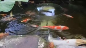 Прудик с карпами Кои в мае 2019 г.