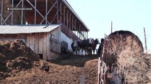 В Алтайском крае мясо говядины резко выросло в цене