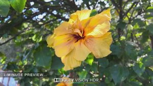 ★ SmartTV 4К ★ Понта-Делгада: скрытое сокровище Мадейры, на берегу атлантического океана! 60fps HDR