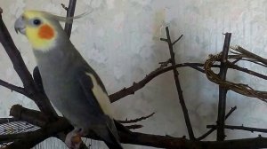 Корела Гоша поет песенки.