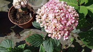 🥰 ГОРТЕНЗИИ НА ЮГЕ 🏖️☘️У НАС+40, ГОРТЕНЗИИ ЦВЕТУТ 🔥