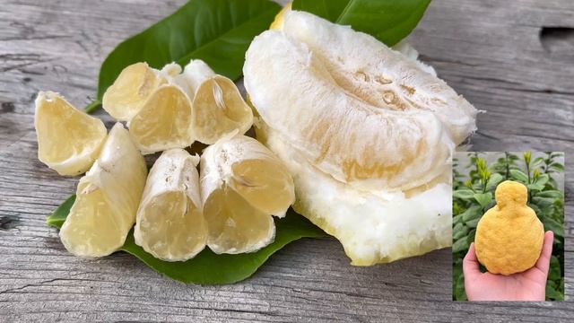 Цитрус Санбокан (сладкий лимон). Citrus sulcata Sanbokan.