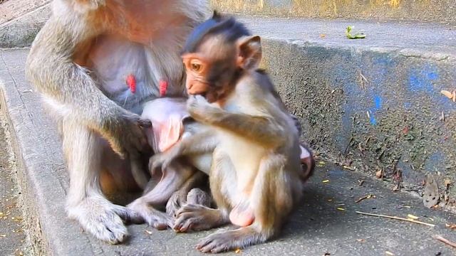 Vegan's baby tries to play with baby, mother arrested смотреть онлайн