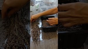 Лаванда. Когда срезать. Как сушить.