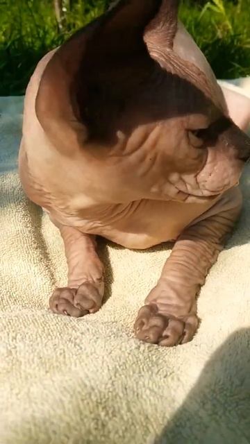 кот высунул язык смотреть онлайн