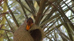 12006689_3840_2160_25fps