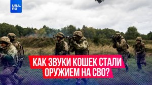 Украинские войска используют записи кошек для создания заминированных ловушек в зоне действий СВО