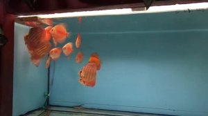 Кормление дискусов.