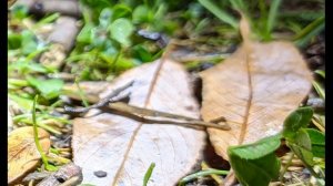 Г Адамович  Рассвет и дождь #стихиорасставании#стихиолюбви  #поэтыCеребряноговека