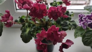 Красоты много не бывает. Цветение моих фиалок.