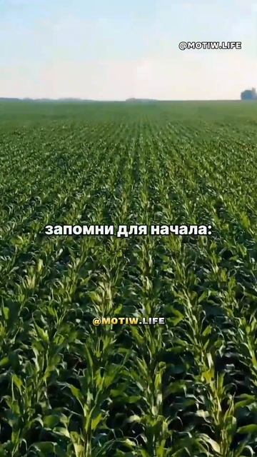 Цитата со смыслом 🧠  #омархайям #цитатасосмыслом #мудрыеслова #жизненныеслова