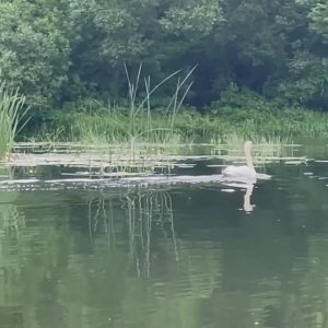 Сплав по реке Быстрая Сосна 2024, часть 3