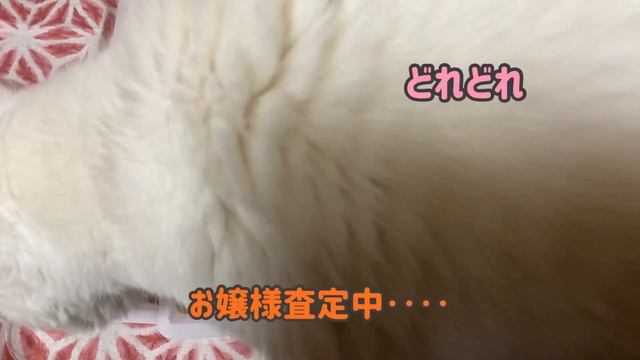 腎臓病療法食を食べなくなったお嬢様に、リッチなものを購入しました。