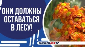 В СОЧИ ПРОДОЛЖАЮТ ОХОТИТЬСЯ ЗА ТОРГОВЦАМИ КРАСНОКНИЖНЫМИ ПЕРВОЦВЕТАМИ