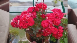 Распаковка посылки от канала Пеларгонии и Ко Обзор черенков пеларгонии