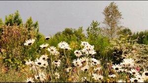 Кайсын Кулиев  Ты скажи на милость, человек #стихиочеловечности#поэты20века #балкарсийпоэт