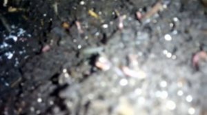 Бизнес на червях. Дендробена 5 месяцев спустя