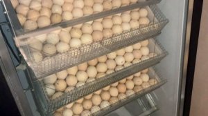 КАКОЕ ЛУЧШЕ ВЫБРАТЬ ЯЙЦО? / РОССИЯ vs ЕВРОПА | BEST HATCHING EGG FOR INCUBATION  / RUSSIA vs EUROPE