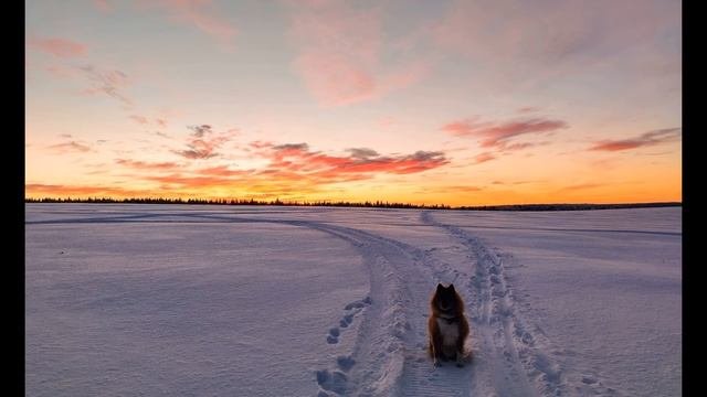Р Бёрнс  Ты свистни - тебя не заставлю я ждать #стихиолюбви#зарубежнаялитература