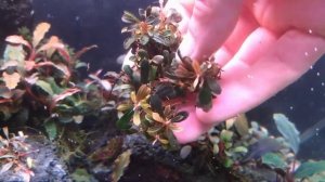 bucephalandra mini melawi 💚🤎🧡