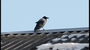 А  Блок  Ворона #стихидлядетей #стихиоживотных #поэтысеребряноговека