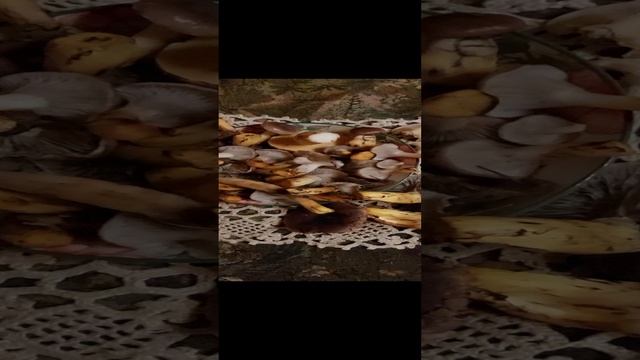 Грибы в ноябре. Маслята. Мокрухи еловые. Говорушки.