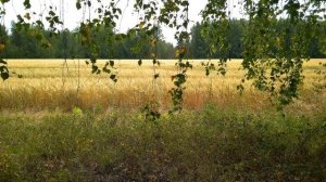 Р Рождественский  Тихо летят паутинные нити #стихиожизни #поэты20века