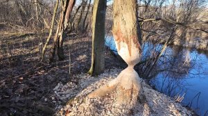 В январе на лодке. Березина➡Днепр. д. Москаленки❌