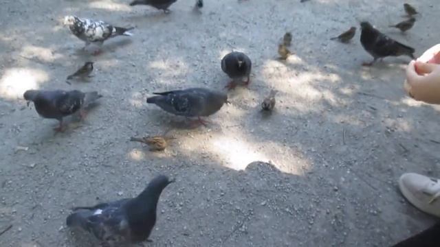 Затянулось бурой тиной гладь старинного пруда! смотреть онлайн