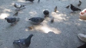 Затянулось бурой тиной гладь старинного пруда!