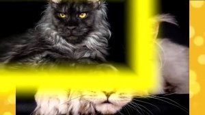 Cамые дорогие породы кошек 04